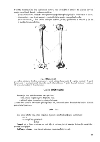 54
Condilul la rвndul sгu este alcгtuit din trohlee, care se unește cu ulna și din capitul, care se
unește cu radiusul. Tot aici mai avem trei fose:
- fosa coronoidianг, ce se aflг deasupra trohleei și se unește cu procesul coronoidian al ulnei;
- fosa radialг – este situatг deasupra capitulului și se unește cu capul radiusului;
- fosa olecranianг – este situatг deasupra trohleei, pe fața posterioarг a epifizei și оn ea
pгtrunde olecranonul ulnei.
Fig.13 Humerusul
A.- vedere anterioarг; B-vedere posterioarг; 1- corpul (diafiza) humerusului; 2 – epifiza proximalг; 3- capul
humerusului; 4- colul anatomic; 5- tuberculul mic; 6- tuberculul mare; 7- epifiza distalг; 8- trohleea; 9- capitulul;
10- epicondilul medial; 11- fosa olecranianг.
Oasele antebrațului
Antebrațul este format din douг oase paralele:
- ulna, situatг оn prelungirea degetului mic;
- radiusul, situat оn prelungirea degetului mare.
Aceste douг oase se articuleazг prin epifizele lor, rгmвnвnd оnsг distanțate la nivelul diafizei
prin spațiul interosos.
Ulna - ulna
Este un os tubular lung situat оn partea medialг a antebrațului și este alcгtuit din:
- corp
- douг epifize : proximalг
distalг
Corpul are o formг triedricг, cu trei fețe și trei margini și servește la inserția mușchilor.
Poate fi uєor palpat.
Epifiza proximalг - este formatг din douг proeminențe (procese):
 