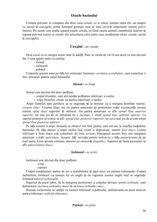 58
Oasele bazinului
Centura pelvianг se compune din douг oase coxale, ce se unesc оnainte оntre ele, iar оnapoi
cu sacrul și coccigele, astfel formвnd peretele osos al unei cavitгți importante numitг pelvis
(bazin). De aceea vom studia separat oasele coxale, ca fiind oasele centurii membrului inferior și
separat pelvisul (osos) ce rezultг din articularea celor patru oase menționate (douг coxale, sacrul
și coccigele).
Coxalul - os coxae
Osul coxal ca os integru existг doar la adulți. Pвnг la vвrsta de 14-16 ani acest os este alcгtuit
din 3 oase aparte unite cu cartilaj:
- ilionul
- ischionul
- pubisul
Corpurile acestor oase pe fața lor exterioarг formeazг cavitatea acetabularг, care constituie o
fosг articularг pentru capul femurului.
Ilionul - os ilium
Ilionul este alcгtuit din douг porțiuni:
- corpul ilionului, care alcгtuiește porțiunea inferioarг a osului;
- aripa ilionului, situatг оn partea superioarг a osului.
Aripa ilionului spre periferia sa se оngroașг și se terminг cu o margine bombatг numitг,
creasta iliacг. Creasta iliacг are оn partea anterioarг și posterioarг niște excrescențe osoase
numite spini iliaci superiori și inferiori. Оn partea anterioarг se aflг spinul iliac anterior
superior, iar mai jos de el, delimitat de o incizurг, e situat spinul iliac anterior inferior. La
capгtul posterior al crestei se aflг spinul iliac posterior superior, iar ceva mai jos de el este situat
spinul iliac posterior inferior.
Pe fața externг a aripii ilionului se observг trei linii glutee, care servesc la inserția mușchilor
bazinului. Pe fața internг a aripii osului iliac existг o depresiune, numitг fosг iliacг. Limita
inferioarг a fosei iliace este constituitг de linia arcuatг. Оnceputul acestei linii este marginea
anterioarг a feței auriculare. Aceastг fațг servește pentru unirea cu o fața asemгnгtoare de pe
osul sacru. Linia arcuatг continuг anterior cu eminența iliopubicг. Superior de faюa auricularг se
aflг tuberozitatea iliacг.
Ischionul - os ischii
Ischionul este alcгtuit din douг porțiuni:
- corp
- ramurг
Corpul completeazг partea de jos a acetabulului și apoi trece оn ramura ischionului. Corpul
ischionului formeazг cu ramura lui un unghi și оn regiunea acestui unghi osul se оngroașг
formвnd tuberul ischionului.
Superior de acest tuber, de la marginea posterioarг a corpului deviazг spinul ischiadic, care
delimiteazг incizura ischiadicг mare de incizura ischiadicг micг.
Ramura ischionului se unește cu ramura inferioarг a pubisului, definitivвnd оn acest mod оn
partea inferioarг orificiul obturator.
Pubisul - os pubis
 