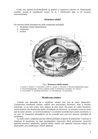 6
Celula este unitatea morfofuncționalг şi geneticг a organizгrii materiei vii. Dimensiunile
celulelor omului și mamiferelor variazг de la 7 (limfocitele) pвnг la 20 (ovulele)
micrometri(мm).
Structura celulei
Оn structura celulei distingem trei pгrți componente principale:
1. membrana celularг (plasmalema);
2. citoplasma;
3. nucleul.
Fig.1. Structura celulei umane
1- nucleu; 2- nucleol; 3- cromozomi єi ADN; 4- vacuole; 5- ribozomi; 6- reticulul endoplasmatic rugos;
7- reticulul endoplasmatic neted; 8- aparatul Golgi; 9- formaюiune vezicularг; 10- centrioli;
11- mitocondrie; 12- membranг plasmaticг; 13- microfilament; 14- microtubuli.
Membrana celularг
Celulele sunt delimitate de o membranг celularг care este de naturг lipoproteicг.
Ultrastructura membranei celulare, stabilitг prin microscopie electronicг, aratг o structurг
trilaminatг, cu un strat extern, unul mijlociu și unul intern. Din punct de vedere biochimic,
stratul mijlociu este bimolecular lipidic (fosfolipide și colesterol), iar straturile extern și intern
sunt de naturг proteicг. La nivelul membranei s-a constatat existența unor sisteme enzimatice cu
rol activ оn transportul substanțelor, cвt și existența unei оncгrcгri electrice (potențial de
membranг).
La unele celule, citoplasma prezintг diferite prelungiri acoperite de plasmalemг. Unele pot fi
temporare și neordonate, de tipul pseudopodelor (leucocite), altele permanente: microvilii
(epiteliul mucoasei intestinului, epiteliul tubilor renali), cilii (epiteliul mucoasei traheii) sau
desmozomii, care solidarizeazг celulele epiteliale.
 