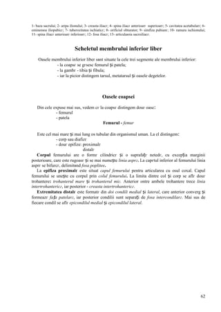 62
1- baza sacrului; 2- aripa ilionului; 3- creasta iliacг; 4- spina iliacг anterioarг superioarг; 5- cavitatea acetabularг; 6-
eminenюa iliopubicг; 7- tuberozitatea ischiaticг; 8- orificiul obturator; 9- simfiza pubianг; 10- ramura ischionului;
11- spina iliacг anterioarг inferioarг; 12- fosa iliacг; 13- articulaюia sacroiliacг.
Scheletul membrului inferior liber
Oasele membrului inferior liber sвnt situate la cele trei segmente ale membrului inferior:
- la coapsг se gгsesc femurul și patela;
- la gambг - tibia și fibula;
- iar la picior distingem tarsul, metatarsul și oasele degetelor.
Oasele coapsei
Din cele expuse mai sus, vedem cг la coapsг distingem douг oase:
- femurul
- patela
Femurul - femur
Este cel mai mare și mai lung os tubular din organismul uman. La el distingem:
- corp sau diafizг
- douг epifize: proximalг
distalг
Corpul femurului are o formг cilindricг și o suprafațг netedг, cu excepția marginii
posterioare, care este rugoasг și se mai numește linia asprг. La capгtul inferior al femurului linia
asprг se bifurcг, delimitвnd fosa poplitee.
La epifiza proximalг este situat capul femurului pentru articularea cu osul coxal. Capul
femurului se unește cu corpul prin colul femurului. La limita dintre col și corp se aflг douг
trohantere: trohanterul mare și trohanterul mic. Anterior оntre ambele trohantere trece linia
intertrohantericг, iar posterior - creasta intertrohantericг.
Extremitatea distalг este formatг din doi condili medial și lateral, care anterior converg și
formeazг fața patelarг, iar posterior condilii sunt separați de fosa intercondilarг. Mai sus de
fiecare condil se aflг epicondilul medial și epicondilul lateral.
 