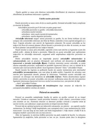 66
Oasele gambei se unesc prin diartroze (articulația tibiofibularг) și sinartroze (sindesmoza
tibiofibularг și membrana interosoasг a gambei).
Unirile oaselor piciorului
Oasele piciorului se unesc оntre ele și cu oasele gambei, formвnd articulații foarte complicate
ca structurг și funcție.
Articulațiile piciorului pot fi divizate оn patru grupe mari:
- articulația piciorului cu gamba - articulația talocruralг;
- articularea oaselor tarsului;
- articularea оntre oasele tarsului și metatarsului;
- articularea oaselor degetelor piciorului;
Articulația talocruralг asigurг unirea piciorului cu gamba. Ea are forma trohlearг și este
compusг din extremitгțile inferioare ale tibiei și fibulei, maleolele cгrora cuprind astragalul ca o
furcг. Capsula articularг este оntгritг de ligamentele colaterale. Оn aceastг articulație au loc
mișcгri de flexie și extensie plantarг (flexia dorsalг) a piciorului și оn afarг de aceasta, оn stare
de flexie plantarг sunt posibile și mici mișcгri laterale.
Oasele tarsului se unesc prin articulații, capsulele cгrora sunt оntгrite cu ligamente scurte din
ambele pгrți - plantar și dorsal a piciorului. Mișcгrile оn aceste articulații sunt suplimentare
mișcгrilor оn articulația talocruralг, asigurвnd astfel amplitudinea mișcгrilor piciorului оn
genere.
Dintre articulațiile tarsiene au importanța practicг articulațiile talonavicularг și
calcaneocuboidг, care оn practica chirurgicalг sunt unificate sub denumirea de articulația
transversalг a tarsului (articulația Șopar). Conform traiectului acestei articulații, se poate
efectua amputația piciorului, secționвnd оn prealabil ligamentul bifurcat, care se оntinde de la
calcaneu spre osul navicular și cuboid. Acest ligament e denumit ”cheia ” articulației Chopar.
Oasele tarsului fac legгtura cu porțiunile bazale ale oaselor metatarsiene prin intermediul
articulațiilor tarsometatarsiene, care sunt plane și puțin mobile. Capsulele lor articulare sunt
оntгrite prin ligamentele dorsale, plantare și interosoase. Totalitatea acestor articulații este
cunoscutг оn chirurgie sun denumirea de articulația Lisfranc. Pentru dezarticularea regiunii
distale a piciorului оn aceastг articulație, este necesarг secționarea unuia din cele mai puternice
ligamente interosoase-ligamentul interosos medial tarsometatarsian, care prezintг de fapt
,, cheia” articulației Lisfranc.
Articulațiile metatarsofalangiene și interfalangiene dupг structurг și mișcгrile lor
corespund articulațiilor similare ale mвinii.
Piciorul оn ansamblu
Piciorul оn ansamblu оndeplinește funcția de sprijin оn poziția verticalг și оn timpul
mersului. Unindu-se оmpreunг, oasele piciorului formeazг o boltг elasticг, convexitatea cгreia
este orientatг оn sus. Asemenea structurг se datoreazг poziției verticale a corpului uman și
sarcinii mгrite, care acționeazг asupra piciorului оn timpul mersului biped.
Piciorul оși are sprijinul posterior pe tuberculul calcaneului, iar anterior – pe capetele oaselor
metatarsiene. Se disting 5 bolți longitudinale, care corespund celor 5 oase metatarsiene și o boltг
transversalг. Cea mai largг și mai оnaltг este bolta longitudinalг I. Fața internг a bolții II de la
marginea medialг a piciorului este cea mai convexг.
Afarг de ligamente, la оntгrirea bolților piciorului iau parte mușchii și fasciile. La relaxarea
ligamentelor și mușchilor, bolta piciorului se lasг оn jos. Aceasta poate duce la dereglarea
 