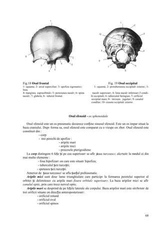 68
Fig.18 Osul frontal Fig. 19 Osul occipital
1- squama; 2- arcul superciliar; 3- apofiza zigomaticг; 1- squama; 2- protuberanюa occipitalг externг; 3-
linia
4- marginea supraorbitalг; 5- porюiunea nazalг; 6- spina nucalг superioarг; 4- linia nucalг inferioarг;5 condi-
nazalг; 7- glabela; 8- tuberul frontal. lii occipitali; 6- tuberculul faringian; 7- orificiul
occipital mare; 8- incizura jugularг; 9- canalul
condilar; 10- creasta occipitalг externг.
Osul sfenoid - os sphenoidale
Osul sfenoid este un os pneumatic deoarece conține sinusul sfenoid. Este un os impar situat la
baza craniului. Dupг forma sa, osul sfenoid este comparat cu o viespe оn zbor. Osul sfenoid este
constituit din :
- corp
- trei perechi de apofize :
- aripile mari
- aripile mici
- procesele pterigoidiene
La corp distingem 6 fețe și pe cea superioarг se aflг șaua turceascг, alcгtuitг la rвndul ei din
mai multe elemente :
- fosa hipofizarг оn care este situatг hipofiza;
- tuberculul șeii turcești;
- speteaza șeii turcești.
Anterior de șaua turceascг se afla șanțul prehiasmatic.
Aripile mici sunt douг lame triunghiulare care participг la formarea peretelui superior al
orbitei și delimiteazг cu aripile mari fisura orbitalг superioarг. La baza aripilor mici se aflг
canalul optic, prin care trece nervul optic.
Aripile mari se desprind de pe fețele laterale ale corpului. Baza aripilor mari este strгbгtutг de
trei orificii situate оn direcția anteroposterioarг:
- orificiul rotund
- orificiul oval
- orificiul spinos
 
