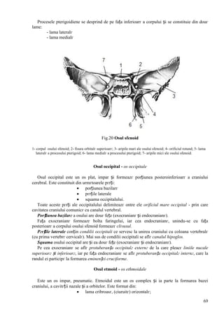 69
Procesele pterigoidiene se desprind de pe fața inferioarг a corpului și se constituie din douг
lame:
- lama lateralг
- lama medialг
Fig.20 Osul sfenoid
1- corpul osului sfenoid; 2- fisura orbitalг superioarг; 3- aripile mari ale osului sfenoid; 4- orificiul rotund; 5- lama
lateralг a procesului pterigoid; 6- lama medialг a procesului pterigoid; 7- aripile mici ale osului sfenoid.
Osul occipital - os occipitale
Osul occipital este un os plat, impar și formeazг porțiunea posteroinferioarг a craniului
cerebral. Este constituit din urmгtoarele pгrți:
 porțiunea bazilarг
 pгrțile laterale
 squama occipitalului.
Toate aceste pгrți ale occipitalului delimiteazг оntre ele orificiul mare occipital - prin care
cavitatea craniului comunicг cu canalul vertebral.
Porțiunea bazilarг a osului are douг fețe (exocranianг și endocranianг).
Fața exocranianг formeazг bolta faringelui, iar cea endocranianг, unindu-se cu fața
posterioarг a corpului osului sfenoid formeazг clivusul.
Pгrțile laterale conțin condilii occipitali ce servesc la unirea craniului cu coloana vertebralг
(cu prima vertebrг cervicalг). Mai sus de condilii occipitali se aflг canalul hipoglos.
Squama osului occipital are și ea douг fețe (exocranianг și endocranianг).
Pe cea exocranianг se aflг protuberanța occipitalг externг de la care pleacг liniile nucale
superioarг și inferioarг, iar pe fața endocranianг se aflг protuberanța occipitalг internг, care la
rвndul ei participг la formarea eminenței cruciforme.
Osul etmoid - os ethmoidale
Este un os impar, pneumatic. Etmoidul este un os complex și ia parte la formarea bazei
craniului, a cavitгții nazale și a orbitelor. Este format din:
 lama cribroasг, (ciuruitг) orizontalг;
 