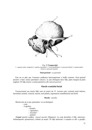 71
Fig. 25 Temporalul
1- squama osului temporal; 2- apofiza zigomaticг; 3- fosa mandibularг; 4- procesul stiloid; 5- meatul auditiv
extern; 6- procesul mastoid.
Osul parietal - os parietale
Este un os plat, par. Formeazг porțiunea laterosuperioarг a bolții craniene. Osul parietal
prezintг o lamг osoasг patrulaterг concavг, la care distingem douг fețe, patru margini și patru
unghiuri. Pe fața externг a osului parietal se aflг tuberul parietal.
Oasele craniului facial
Viscerocraniul sau oasele feței sunt оn numгr de 15. Acestea sunt: cornetul nazal inferior,
lacrimalul, nazalul, vomerul, maxila, osul palatin, zigomaticul, mandibula și osul hioid.
Maxila - maxilla
Maxila este un os par, pneumatic. La ea distingem:
- corp
- 4 apofize:
- frontalг;
- zigomaticг;
- alveolarг:
- palatinг
Corpul maxilei conține sinusul maxilar (Higmore). La corp deosebim 4 fețe: anterioarг,
infratemporalг (posterioarг), orbitalг și nazalг. Pe fața anterioarг a corpului se aflг o gropițг-
 