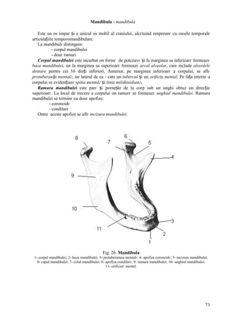 73
Mandibula - mandibula
Este un os impar și e unicul os mobil al craniului, alcгtuind оmpreunг cu oasele temporale
articulațiile temporomandibulare.
La mandibulг distingem:
- corpul mandibulei
- douг ramuri
Corpul mandibulei este incurbat оn formг de potcoavг și la marginea sa inferioarг formeazг
baza mandibulei, iar la marginea sa superioarг formeazг arcul alveolar, care include alveolele
dentare pentru cei 16 dinți inferiori. Anterior, pe marginea inferioarг a corpului, se aflг
protuberanța mentalг, iar lateral de ea - cвte un tubercul și un orificiu mental. Pe fața internг a
corpului se evidențiazг spina mentalг și linia milohioidianг.
Ramura mandibulei este parг și pornește de la corp sub un unghi obtuz оn direcție
superioarг. La locul de trecere a corpului оn ramurг se formeazг unghiul mandibulei. Ramura
mandibulei se terminг cu douг apofize:
- coronoidг
- condilarг
Оntre aceste apofize se aflг incizura mandibulei.
Fig. 26. Mandibula
1- corpul mandibulei; 2- baza mandibulei; 3- protuberanюa mentalг; 4- apofiza coronoidг; 5- incizura mandibulei;
6- capul mandibulei; 7- colul mandibulei; 8- apofiza condilarг; 9- ramura mandibulei; 10- unghiul mandibulei;
11- orificiul mental.
 