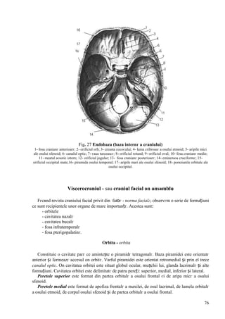 76
Fig. 27 Endobaza (baza internг a craniului)
1- fosa cranianг anterioarг; 2- orificiul orb; 3- creasta cocoєului; 4- lama cribroasг a osului etmoid; 5- aripile mici
ale osului sfenoid; 6- canalul optic; 7- єaua turceascг; 8- orificiul rotund; 9- orificiul oval; 10- fosa cranianг medie;
11- meatul acustic intern; 12- orificiul jugular; 13- fosa cranianг posterioarг; 14- eminenюa cruciformг; 15-
orificiul occipital mate;16- piramida osului temporal; 17- aripile mari ale osului sfenoid; 18- porюiunile orbitale ale
osului occipital.
Viscerocraniul - sau craniul facial оn ansamblu
Fгcвnd revista craniului facial privit din faюг - norma facialг, observгm o serie de formațiuni
ce sunt recipientele unor organe de mare importanțг. Acestea sunt:
- orbitele
- cavitatea nazalг
- cavitatea bucalг
- fosa infratemporalг
- fosa pterigopalatinг.
Orbita - orbita
Constituie o cavitate parг ce amintește o piramidг tetragonalг. Baza piramidei este orientatг
anterior și formeazг accesul оn orbitг. Vвrful piramidei este orientat retromedial și prin el trece
canalul optic. Оn cavitatea orbitei este situat globul ocular, mușchii lui, glanda lacrimalг și alte
formațiuni. Cavitatea orbitei este delimitatг de patru pereți: superior, medial, inferior și lateral.
Peretele superior este format din partea orbitalг a osului frontal єi de aripa micг a osului
sfenoid.
Peretele medial este format de apofiza frontalг a maxilei, de osul lacrimal, de lamela orbitalг
a osului etmoid, de corpul osului sfenoid și de partea orbitalг a osului frontal.
 