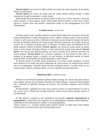 77
Peretele inferior este format de fețele orbitale ale maxilei și osului zigomatic, și de apofiza
orbitalг a osului palatin.
Peretele lateral este format de aripile mari ale osului sfenoid, apofiza frontalг a osului
zigomatic și de apofiza zigomaticг a osului frontal.
Оntre pereții lateral și superior оn adвncul orbitei se aflг fisura orbitalг superioarг, prin care
orbita comunicг cu fosa cranianг medie. Оntre pereții lateral și inferior se aflг fisura orbitalг
inferioarг. Aceastг fisurг face posibilг comunicarea orbitei cu fosa pterigopalatinг și cu fosa
infratemporalг.
Cavitatea nazalг - cavitas nasi
Cavitatea nazalг ocupг o poziție centralг оn craniul facial. Septul osos al nasului, alcгtuit din
lamela perpendicularг a osului etmoid și din vomer, оmparte cavitatea nazalг оn douг jumгtгți.
Anterior se aflг apertura piriformг delimitatг de incizurile nazale (dreaptг și stвngг) ale oaselor
maxilare și marginile inferioare ale oaselor nazale. Orificiile posterioare ale cavitгții nazale sau
coanele, fac sг comunice cavitatea nazalг cu faringele. Cavitatea nazalг este delimitatг de trei
pereți (superior, inferior și lateral). Peretele superior este format de oasele nazale, de partea
nazalг a osului frontal, de lamela cribroasг a osului etmoid și de corpul osului sfenoid. Peretele
inferior este alcгtuit din apofizele palatine ale oaselor maxilare și de lamelele orizontale ale
oaselor palatine. Peretele lateral are o structurг complicatг. El este format de fața nazalг a
corpului și de apofiza frontalг a maxilei, de osul lacrimal, de labirintul etmoid, de lamela
perpendicularг a osului palatin, de apofiza pterigoidг a osului sfenoid.
Pe peretele lateral al cavitгții nazale proemineazг trei cornete nazale suprapuse. Cornetul
nazal superior și cel mediu sunt pгrți componente ale osului etmoid, iar cornetul nazal inferior
este un os independent. Cornetele nazale divizeazг porțiunea lateralг a cavitгții nazale оn trei
meaturi nazale: superior, mediu și inferior, оn care se deschid sinusurile paranazale.
Palatul osos (dur) - palatum osseum
Palatul osos este format de apofizele palatine dreaptг și stвngг ale maxilei unite prin suturi pe
linia medianг, precum și de lamelele orizontale ale oaselor palatine. Anterior și lateral palatul
osos e delimitat de apofizele alveolare ale maxilei, care alcгtuiesc оmpreunг arcul alveolar
superior.
Pe linia medianг a palatului osos trece sutura palatinг medianг, la capгtul anterior al cгruia se
aflг canalul incisiv. Palatul osos servește drept bazг solidг (osoasг) pentru peretele superior al
cavitгții bucale.
Pe fața lateralг a craniului se aflг urmгtoarele fose perechi: temporalг, infratemporalг și
pterigopalatinг. Limita dintre fosa temporalг și cea infratemporalг constituie arcada zigomaticг.
Adвncindu-se fosa infratemporalг continuг cu fosa pterigopalatinг.
Ultima comunicг cu cavitatea cranianг (prin orificiul rotund), cu orbita (prin fisura orbitalг
inferioarг) și cu cavitatea bucalг (prin orificiul palatin mare).
 