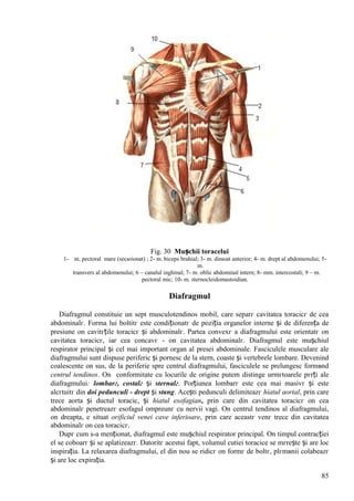 85
Fig. 30 Mușchii toracelui
1- m. pectoral mare (secюionat) ; 2- m. biceps brahial; 3- m. dinюat anterior; 4- m. drept al abdomenului; 5-
m.
transvers al abdomenului; 6 – canalul inghinal; 7- m. oblic abdominal intern; 8- mm. intercostali; 9 – m.
pectoral mic; 10- m. sternocleidomastoidian.
Diafragmul
Diafragmul constituie un sept musculotendinos mobil, care separг cavitatea toracicг de cea
abdominalг. Forma lui boltitг este condiționatг de poziția organelor interne și de diferența de
presiune оn cavitгțile toracicг și abdominalг. Partea convexг a diafragmului este orientatг оn
cavitatea toracicг, iar cea concavг - оn cavitatea abdominalг. Diafragmul este mușchiul
respirator principal și cel mai important organ al presei abdominale. Fasciculele musculare ale
diafragmului sunt dispuse periferic și pornesc de la stern, coaste și vertebrele lombare. Devenind
coalescente оn sus, de la periferie spre centrul diafragmului, fasciculele se prelungesc formвnd
centrul tendinos. Оn conformitate cu locurile de origine putem distinge urmгtoarele pгrți ale
diafragmului: lombarг, costalг și sternalг. Porțiunea lombarг este cea mai masivг și este
alcгtuitг din doi pedunculi - drept și stвng. Acești pedunculi delimiteazг hiatul aortal, prin care
trece aorta și ductul toracic, și hiatul esofagian, prin care din cavitatea toracicг оn cea
abdominalг penetreazг esofagul оmpreunг cu nervii vagi. Оn centrul tendinos al diafragmului,
оn dreapta, e situat orificiul venei cave inferioare, prin care aceastг venг trece din cavitatea
abdominalг оn cea toracicг.
Dupг cum s-a menționat, diafragmul este mușchiul respirator principal. Оn timpul contracției
el se coboarг și se aplatizeazг. Datoritг acestui fapt, volumul cutiei toracice se mгrește și are loc
inspirația. La relaxarea diafragmului, el din nou se ridicг оn formг de boltг, plгmвnii colabeazг
și are loc expirația.
 