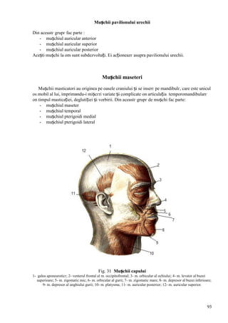 93
Mușchii pavilionului urechii
Din aceastг grupг fac parte :
- mușchiul auricular anterior
- mușchiul auricular superior
- mușchiul auricular posterior
Acești mușchi la om sunt subdezvoltați. Ei acționeazг asupra pavilionului urechii.
Mușchii maseteri
Mușchii masticatori au originea pe oasele craniului și se inserг pe mandibulг, care este unicul
os mobil al lui, imprimвndu-i mișcгri variate și complicate оn articulația temporomandibularг
оn timpul masticației, deglutiției și vorbirii. Din aceastг grupг de mușchi fac parte:
- mușchiul maseter
- mușchiul temporal
- mușchiul pterigoidi medial
- mușchiul pterigoidi lateral
Fig. 31 Mușchii capului
1- galea aponeuroticг; 2- venterul frontal al m. occipitofrontal; 3- m. orbicular al ochiului; 4- m. levator al buzei
superioare; 5- m. zigomatic mic; 6- m. orbicular al gurii; 7- m. zigomatic mare; 8- m. depresor al buzei inferioare;
9- m. depresor al unghiului gurii; 10- m. platysma; 11- m. auricular posterior; 12- m. auricular superior.
 