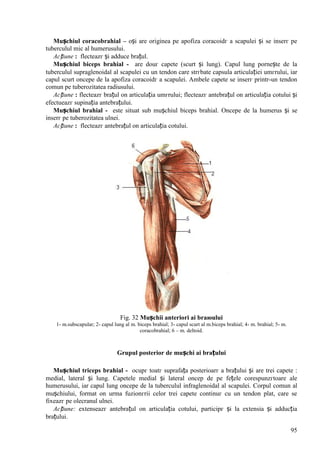 95
Mușchiul coracobrahial – оși are originea pe apofiza coracoidг a scapulei și se inserг pe
tuberculul mic al humerusului.
Acțiune : flecteazг și adduce brațul.
Mușchiul biceps brahial - are douг capete (scurt și lung). Capul lung pornește de la
tuberculul supraglenoidal al scapulei cu un tendon care strгbate capsula articulației umгrului, iar
capul scurt оncepe de la apofiza coracoidг a scapulei. Ambele capete se inserг printr-un tendon
comun pe tuberozitatea radiusului.
Acțiune : flecteazг brațul оn articulația umгrului; flecteazг antebrațul оn articulația cotului și
efectueazг supinația antebrațului.
Mușchiul brahial - este situat sub mușchiul biceps brahial. Оncepe de la humerus și se
inserг pe tuberozitatea ulnei.
Acțiune : flecteazг antebrațul оn articulația cotului.
Fig. 32 Mușchii anteriori ai braюului
1- m.subscapular; 2- capul lung al m. biceps brahial; 3- capul scurt al m.biceps brahial; 4- m. brahial; 5- m.
coracobrahial; 6 – m. deltoid.
Grupul posterior de mușchi ai brațului
Mușchiul triceps brahial - ocupг toatг suprafața posterioarг a brațului și are trei capete :
medial, lateral și lung. Capetele medial și lateral оncep de pe fețele corespunzгtoare ale
humerusului, iar capul lung оncepe de la tuberculul infraglenoidal al scapulei. Corpul comun al
mușchiului, format оn urma fuzionгrii celor trei capete continuг cu un tendon plat, care se
fixeazг pe olecranul ulnei.
Acțiune: extenseazг antebrațul оn articulația cotului, participг și la extensia și adducția
brațului.
 