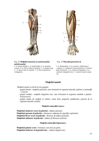 97
Fig. 32 Mușchii anteriori ai antebraюului Fig. 33 Muєchii posteriori ai
antebraюului
1- m. biceps brahial; 2- m. brahioradial; 3- m. pronator 1- m. brahioradial ; 2- m. extensor radial lung al
rotund; 4- m. flexor radial al carpului; 5- m. palmar lung; carpului; 3- m.abductor lung al policelui; 4- extensor
6 – m. flexor ulnar al carpului; 7- m. flexor superficial lung al policelui; 5- m. extensor al degetelor; 6- m.
al degetelor. extensor al degetului mic; 7- extensor ulnar al carpu-
lui.
Mușchii mвinii
Mușchii mвinii se divid оn trei grupuri:
- grupul lateral - mușchii policelui, care formează în regiunea laterală a palmei o eminență
- tenarul;
- grupul medial - mușchii degetului mic, care formează în regiunea medială a palmei-
hiopotenarul;
- grupul mediu de mușchi ai mâinii, situat între grupurile menționate, precum și în
regiunea dorsală a mâinii.
Mușchii eminenței tenare:
Mușchiul abductor scurt al policelui - abduce policele;
Mușchiul opozant al policelui - efectueazг mișcarea de opoziție a policelui;
Mușchiul flexor scurt al policelui - flecteazг și adduce policele;
Mușchiul adductor al policelui - adduce și flecteazг policele.
Mușchii eminenței hipotenare:
Mușchiul palmar scurt - formeazг cute mici pe piele;
Mușchiul abductor al degetului mic - abduce degetul mic;
 