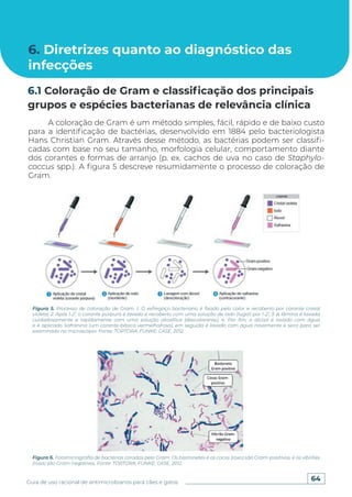 64
Guia de uso racional de antimicrobianos para cães e gatos
6. Diretrizes quanto ao diagnóstico das
infecções
A coloração de Gram é um método simples, fácil, rápido e de baixo custo
para a identificação de bactérias, desenvolvido em 1884 pelo bacteriologista
Hans Christian Gram. Através desse método, as bactérias podem ser classifi-
cadas com base no seu tamanho, morfologia celular, comportamento diante
dos corantes e formas de arranjo (p. ex. cachos de uva no caso de Staphylo-
coccus spp.). A figura 5 descreve resumidamente o processo de coloração de
Gram.
6.1 Coloração de Gram e classificação dos principais
grupos e espécies bacterianas de relevância clínica
Figura 5. Processo de coloração de Gram. 1. O esfregaço bacteriano é fixado pelo calor e recoberto por corante cristal
violeta; 2. Após 1-2’, o corante púrpura é lavado e recoberto com uma solução de iodo (lugol) por 1-2’; 3. A lâmina é lavada
cuidadosamente e rapidamente com uma solução alcoólica (descolorante); 4. Por fim, o álcool é lavado com água
e é aplicado Safranina (um corante básica vermelho/rosa), em seguida é lavado com água novamente e seco para ser
examinado no microscópio. Fonte: TORTORA; FUNKE; CASE, 2012.
Figura 6. Fotomicrografia de bactérias coradas pelo Gram. Os bastonetes e os cocos (roxo) são Gram-positivos, e os vibriões
(rosa) são Gram-negativos. Fonte: TORTORA; FUNKE; CASE, 2012.
 