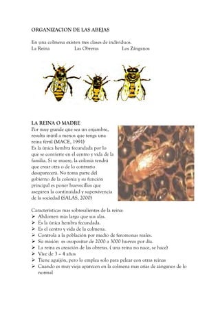 ORGANIZACION DE LAS ABEJAS
En una colmena existen tres clases de individuos.
La Reina Las Obreras Los Zánganos
LA REINA O MADRE
Por muy grande que sea un enjambre,
resulta inútil a menos que tenga una
reina fértil (MACE, 1991)
Es la única hembra fecundada por lo
que se convierte en el centro y vida de la
familia. Si se muere, la colonia tendrá
que crear otra o de lo contrario
desaparecerá. No toma parte del
gobierno de la colonia y su función
principal es poner huevecillos que
aseguren la continuidad y supervivencia
de la sociedad (SALAS, 2000)
Características mas sobresalientes de la reina:
 Abdomen más largo que sus alas.
 Es la única hembra fecundada.
 Es el centro y vida de la colmena.
 Controla a la población por medio de feromonas reales.
 Su misión es ovopositar de 2000 a 3000 huevos por día.
 La reina es creación de las obreras. ( una reina no nace, se hace)
 Vive de 3 – 4 años
 Tiene aguijón, pero lo emplea solo para pelear con otras reinas
 Cuando es muy vieja aparecen en la colmena mas crías de zánganos de lo
normal
 