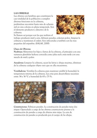 LAS OBRERAS
Las obreras son hembras que constituyen la
casi totalidad de la población y cumplen
diversas funciones en la colmena,
pudiéndose encontrar hasta más de ochenta
mil en una colonia en plena temporada. Son
el elemento productor y directivo de la
colmena.
Se llaman así porque son las que realizan el
trabajo: producen miel y cera, fabrican panales, colectan polen, limpian la
colmena y mantienen el orden. Son infecundas y también son las mas
pequeñas del enjambre. (SALAS, 2000)
Clases de Obreras:
Nodrizas: Alimentan los hijos o larvas de la colmena, al principio con una
sustancia glandular lechosa conocida como jalea real y más tarde con una
mezcla de miel y polen
Aseadoras: Limpian la colmena, sacan las larvas y abejas muertas, eliminan
de la colmena cualquier objeto raro que en ella encuentren.
Ventiladoras: Ventilan la colmena para mantener estable la humedad, la
temperatura interna de la colmena. Las crías para desarrollarse necesitan
entre 34 y 36 °C y humedad de 65 a 75 %.
Constructoras: Fabrican panales. La construcción de panales tiene dos
etapas: Operculado a cargo de las obreras constructoras jóvenes y la
construcción de panales a cargo de obreras más viejas. La cera de
construcción de panales es producida por el cuerpo de las abejas.
 