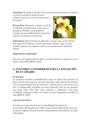 Guardianas: Protegen la colmena. Es una etapa previa al pecoreo, su función
es evitar la entrada de abejas de otras
colmenas, insectos y otros animales ajenos a
la colmena.
Pecoreadoras: Él pecoreo consiste en salir de
la colmena a colectar polen, néctar, agua y
propóleos. El polen y el propóleos lo
acarrean en una cestilla ubicada en las patas
traseras y el néctar en su estómago.
Exploradoras: Buscan fuentes de alimento y nuevas casas, son las obreras
más viejas de la colmena. Cuando encuentran alimento, agua o nueva
morada, regresan a la colmena y avisan a sus semejantes por medio de
danzas.
ZÁNGANOS O MACHOS
Este carece de aguijón, defensa alguna y su única función es aparearse con las
nuevas reinas (ENCARTA, 2002).
2.- FACTORES A CONSIDERAR PARA LA INSTALCIÓN
DE UN APIARIO
El Apicultor
La apicultura moderna indudablemente exige un interés muy personal. Si
bien, está lejos de requerir la atención que exigen otras especies de animales,
a los que generalmente hay que alimentar o abrevar, por lo menos una vez al
día, es indispensable atenderlas en forma adecuada. Para ser un apicultor
que tenga éxito, hace falta valor, paciencia y dedicación. Con estas
cualidades, cualquiera puede criar abejas con una perspectiva razonable de
éxito (MACE, 1991)
ubicación del apiario
Se toman en cuenta dos factores, la comodidad de las abejas y la
conveniencia del apicultor pero ambas tienen limites dependiendo de la raza
de abejas a explotar, En este manual se hará referencia únicamente a la abeja
africanizada.
 