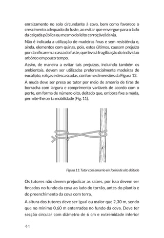44
enraizamento no solo circundante à cova, bem como favorece o
crescimento adequado do fuste, ao evitar que envergue para o lado
dacalçadapúblicaoumesmodoleitocarroçáveldavia.
Não é indicada a utilização de madeiras finas e sem resistência e,
ainda, elementos com quinas, pois, estes últimos, causam prejuízo
pordanificaremacascadofuste,quelevaàfragilizaçãodoindivíduo
arbóreoempoucotempo.
Assim, de maneira a evitar tais prejuízos, incluindo também os
ambientais, devem ser utilizadas preferencialmente madeiras de
eucalipto,roliçasedescascadas,conformedimensõesdaFigura12.
A muda deve ser presa ao tutor por meio de amarrio de tiras de
borracha com largura e comprimento variáveis de acordo com o
porte, em forma de número oito, deitado que, embora fixe a muda,
permite-lhecertamobilidade(Fig.11).
Figura11:Tutorcomamarrioemformadeoitodeitado
Os tutores não devem prejudicar as raízes, por isso devem ser
fincados no fundo da cova ao lado do torrão, antes do plantio e
do preenchimento da cova com terra.
A altura dos tutores deve ser igual ou maior que 2,30 m, sendo
que no mínimo 0,60 m enterrados no fundo da cova. Deve ter
secção circular com diâmetro de 6 cm e extremidade inferior
 