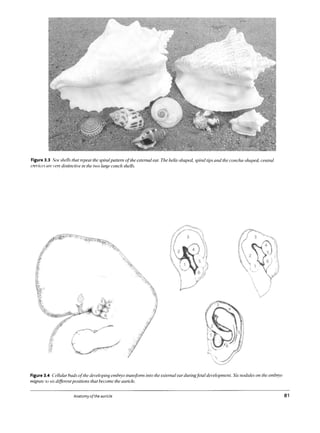 Sea Shell In Ear Shape Manual auriculotherapy chinese and western systems of ear | PDF