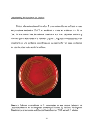 102
Crecimiento y descripción de las colonias
Debido a las exigencias nutricionales, S. pneumoniae debe ser cultivado en agar
sangre ovina e incubado a 35-37°C en aerobiosis o, mejor, en ambientes con 5% de
CO2. En esas condiciones, las colonias observadas son lisas, pequeñas, mucosas y
rodeadas por un halo verde de α-hemólisis (Figura 3). Algunos neumococos requieren
inicialmente de una atmósfera anaeróbica para su crecimiento y en esas condiciones
las colonias observadas son β-hemolíticas.
Figura 3: Colonias α-hemolíticas de S. pneumoniae en agar sangre (adaptado de
Laboratory Methods for the Diagnosis of Meningitis caused by Neisseria meningitidis,
Streptococcus pneumoniae and Haemophilus influenzae. WHO Manual, 2ª edición)
 
