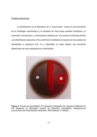 103
Pruebas bioquímicas
La identificación en el laboratorio de S. pneumoniae incluye el reconocimiento
de la morfología característica y el resultado de unas pocas pruebas fenotípicas. La
evaluación microscópica y macroscópica realizada por una persona entrenada permite
una identificación presuntiva. Para confirmar la identidad se requiere de las pruebas de
sensibilidad a optoquina (Fig. 4) y solubilidad en sales biliares que permitirán
diferenciarlo de otros estreptococos α-hemolíticos.
Figura 4. Prueba de sensibilidad a la optoquina (Adaptado de Laboratory Methods for
the Diagnosis of Meningitis caused by Neisseria meningitidis, Streptococcus
pneumoniae and Haemophilus influenzae. WHO Manual, 2º edition).
 