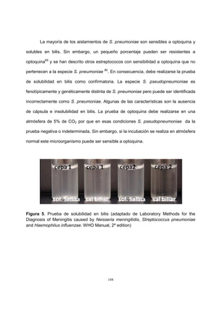 104
La mayoría de los aislamientos de S. pneumoniae son sensibles a optoquina y
solubles en bilis. Sin embargo, un pequeño porcentaje pueden ser resistentes a
optoquina69
y se han descrito otros estreptococos con sensibilidad a optoquina que no
pertenecen a la especie S. pneumoniae 80
. En consecuencia, debe realizarse la prueba
de solubilidad en bilis como confirmatoria. La especie S. pseudopneumoniae es
fenotípicamente y genéticamente distinta de S. pneumoniae pero puede ser identificada
incorrectamente como S. pneumoniae. Algunas de las características son la ausencia
de cápsula e insolubilidad en bilis. La prueba de optoquina debe realizarse en una
atmósfera de 5% de CO2 por que en esas condiciones S. pseudopneumoniae da la
prueba negativa o indeterminada. Sin embargo, si la incubación se realiza en atmósfera
normal este microorganismo puede ser sensible a optoquina.
Figura 5. Prueba de solubilidad en bilis (adaptado de Laboratory Methods for the
Diagnosis of Meningitis caused by Neisseria meningitidis, Streptococcus pneumoniae
and Haemophilus influenzae. WHO Manual, 2º edition)
 