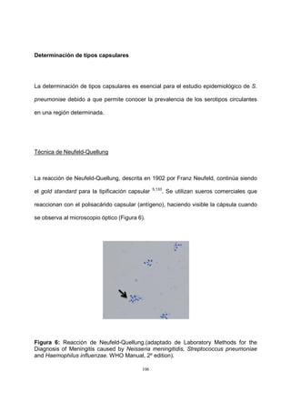 106
Determinación de tipos capsulares
La determinación de tipos capsulares es esencial para el estudio epidemiológico de S.
pneumoniae debido a que permite conocer la prevalencia de los serotipos circulantes
en una región determinada.
Técnica de Neufeld-Quellung
La reacción de Neufeld-Quellung, descrita en 1902 por Franz Neufeld, continúa siendo
el gold standard para la tipificación capsular 5,133
. Se utilizan sueros comerciales que
reaccionan con el polisacárido capsular (antígeno), haciendo visible la cápsula cuando
se observa al microscopio óptico (Figura 6).
Figura 6: Reacción de Neufeld-Quellung.(adaptado de Laboratory Methods for the
Diagnosis of Meningitis caused by Neisseria meningitidis, Streptococcus pneumoniae
and Haemophilus influenzae. WHO Manual, 2º edition).
 