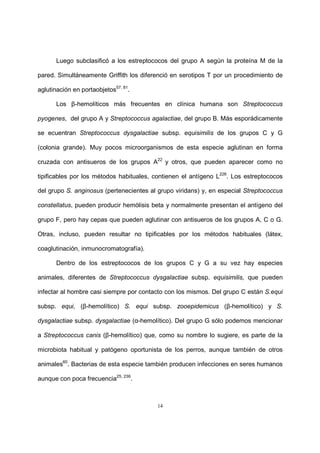 14
Luego subclasificó a los estreptococos del grupo A según la proteína M de la
pared. Simultáneamente Griffith los diferenció en serotipos T por un procedimiento de
aglutinación en portaobjetos57, 81
.
Los β-hemolíticos más frecuentes en clínica humana son Streptococcus
pyogenes, del grupo A y Streptococcus agalactiae, del grupo B. Más esporádicamente
se ecuentran Streptococcus dysgalactiae subsp. equisimilis de los grupos C y G
(colonia grande). Muy pocos microorganismos de esta especie aglutinan en forma
cruzada con antisueros de los grupos A22
y otros, que pueden aparecer como no
tipificables por los métodos habituales, contienen el antígeno L226
. Los estreptococos
del grupo S. anginosus (pertenecientes al grupo viridans) y, en especial Streptococcus
constellatus, pueden producir hemólisis beta y normalmente presentan el antígeno del
grupo F, pero hay cepas que pueden aglutinar con antisueros de los grupos A, C o G.
Otras, incluso, pueden resultar no tipificables por los métodos habituales (látex,
coaglutinación, inmunocromatografía).
Dentro de los estreptococos de los grupos C y G a su vez hay especies
animales, diferentes de Streptococcus dysgalactiae subsp. equisimilis, que pueden
infectar al hombre casi siempre por contacto con los mismos. Del grupo C están S.equi
subsp. equi, (β-hemolítico) S. equi subsp. zooepidemicus (β-hemolítico) y S.
dysgalactiae subsp. dysgalactiae (α-hemolítico). Del grupo G sólo podemos mencionar
a Streptococcus canis (β-hemolítico) que, como su nombre lo sugiere, es parte de la
microbiota habitual y patógeno oportunista de los perros, aunque también de otros
animales60
. Bacterias de esta especie también producen infecciones en seres humanos
aunque con poca frecuencia25, 236
.
 