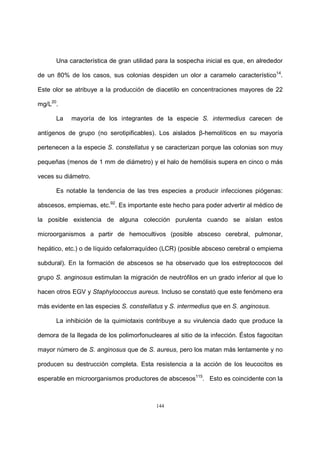 144
Una característica de gran utilidad para la sospecha inicial es que, en alrededor
de un 80% de los casos, sus colonias despiden un olor a caramelo característico14
.
Este olor se atribuye a la producción de diacetilo en concentraciones mayores de 22
mg/L20
.
La mayoría de los integrantes de la especie S. intermedius carecen de
antígenos de grupo (no serotipificables). Los aislados β-hemolíticos en su mayoría
pertenecen a la especie S. constellatus y se caracterizan porque las colonias son muy
pequeñas (menos de 1 mm de diámetro) y el halo de hemólisis supera en cinco o más
veces su diámetro.
Es notable la tendencia de las tres especies a producir infecciones piógenas:
abscesos, empiemas, etc.92
. Es importante este hecho para poder advertir al médico de
la posible existencia de alguna colección purulenta cuando se aíslan estos
microorganismos a partir de hemocultivos (posible absceso cerebral, pulmonar,
hepático, etc.) o de líquido cefalorraquídeo (LCR) (posible absceso cerebral o empiema
subdural). En la formación de abscesos se ha observado que los estreptococos del
grupo S. anginosus estimulan la migración de neutrófilos en un grado inferior al que lo
hacen otros EGV y Staphylococcus aureus. Incluso se constató que este fenómeno era
más evidente en las especies S. constellatus y S. intermedius que en S. anginosus.
La inhibición de la quimiotaxis contribuye a su virulencia dado que produce la
demora de la llegada de los polimorfonucleares al sitio de la infección. Éstos fagocitan
mayor número de S. anginosus que de S. aureus, pero los matan más lentamente y no
producen su destrucción completa. Esta resistencia a la acción de los leucocitos es
esperable en microorganismos productores de abscesos115
. Esto es coincidente con la
 
