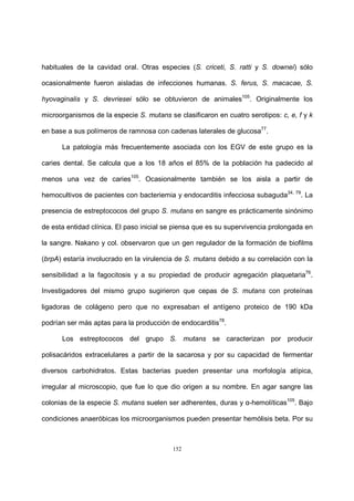 152
habituales de la cavidad oral. Otras especies (S. criceti, S. ratti y S. downei) sólo
ocasionalmente fueron aisladas de infecciones humanas. S. ferus, S. macacae, S.
hyovaginalis y S. devriesei sólo se obtuvieron de animales105
. Originalmente los
microorganismos de la especie S. mutans se clasificaron en cuatro serotipos: c, e, f y k
en base a sus polímeros de ramnosa con cadenas laterales de glucosa77
.
La patología más frecuentemente asociada con los EGV de este grupo es la
caries dental. Se calcula que a los 18 años el 85% de la población ha padecido al
menos una vez de caries105
. Ocasionalmente también se los aisla a partir de
hemocultivos de pacientes con bacteriemia y endocarditis infecciosa subaguda34, 79
. La
presencia de estreptococos del grupo S. mutans en sangre es prácticamente sinónimo
de esta entidad clínica. El paso inicial se piensa que es su supervivencia prolongada en
la sangre. Nakano y col. observaron que un gen regulador de la formación de biofilms
(brpA) estaría involucrado en la virulencia de S. mutans debido a su correlación con la
sensibilidad a la fagocitosis y a su propiedad de producir agregación plaquetaria76
.
Investigadores del mismo grupo sugirieron que cepas de S. mutans con proteínas
ligadoras de colágeno pero que no expresaban el antígeno proteico de 190 kDa
podrían ser más aptas para la producción de endocarditis78
.
Los estreptococos del grupo S. mutans se caracterizan por producir
polisacáridos extracelulares a partir de la sacarosa y por su capacidad de fermentar
diversos carbohidratos. Estas bacterias pueden presentar una morfología atípica,
irregular al microscopio, que fue lo que dio origen a su nombre. En agar sangre las
colonias de la especie S. mutans suelen ser adherentes, duras y α-hemolíticas105
. Bajo
condiciones anaeróbicas los microorganismos pueden presentar hemólisis beta. Por su
 