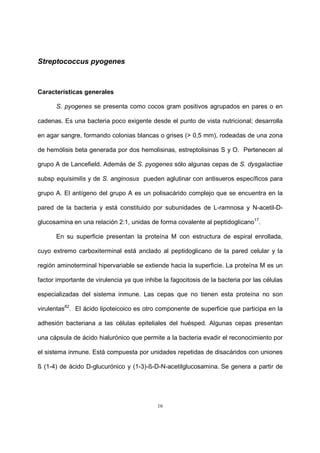 16
Streptococcus pyogenes
Características generales
S. pyogenes se presenta como cocos gram positivos agrupados en pares o en
cadenas. Es una bacteria poco exigente desde el punto de vista nutricional; desarrolla
en agar sangre, formando colonias blancas o grises (> 0,5 mm), rodeadas de una zona
de hemólisis beta generada por dos hemolisinas, estreptolisinas S y O. Pertenecen al
grupo A de Lancefield. Además de S. pyogenes sólo algunas cepas de S. dysgalactiae
subsp equisimilis y de S. anginosus pueden aglutinar con antisueros específicos para
grupo A. El antígeno del grupo A es un polisacárido complejo que se encuentra en la
pared de la bacteria y está constituido por subunidades de L-ramnosa y N-acetil-D-
glucosamina en una relación 2:1, unidas de forma covalente al peptidoglicano17
.
En su superficie presentan la proteína M con estructura de espiral enrollada,
cuyo extremo carboxiterminal está anclado al peptidoglicano de la pared celular y la
región aminoterminal hipervariable se extiende hacia la superficie. La proteína M es un
factor importante de virulencia ya que inhibe la fagocitosis de la bacteria por las células
especializadas del sistema inmune. Las cepas que no tienen esta proteína no son
virulentas82
. El ácido lipoteicoico es otro componente de superficie que participa en la
adhesión bacteriana a las células epiteliales del huésped. Algunas cepas presentan
una cápsula de ácido hialurónico que permite a la bacteria evadir el reconocimiento por
el sistema inmune. Está compuesta por unidades repetidas de disacáridos con uniones
ß (1-4) de ácido D-glucurónico y (1-3)-ß-D-N-acetilglucosamina. Se genera a partir de
 