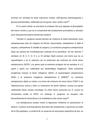 17
enzimas con actividad de ácido hialurónico sintasa, UDP-glucosa deshidrogenasa y
glucosa pirofosforilasa, codificadas por los genes, hasA, hasB y hasC47
.
En la pared celular se encuentra la proteasa C5a que degrada al glucopéptido
del mismo nombre y que es un componente del complemento quimiotáctico y activador
de la respuesta del sistema bactericida oxidativo.
También S. pyogenes secreta factores de virulencia al medio extracelular como
estreptoquinasa (lisis de coágulos de fibrina), hialuronidasa, estreptolisina O (lábil al
oxígeno), estreptolisina S (estable al oxígeno) y la exotoxina pirogénica estreptocócica
(Spe) que genera las manifestaciones cutáneas de la escarlatina. Se han descrito 7
serotipos (A, B, C, F, G, H y J). El serotipo SpeA produce una toxina que es un
superantígeno y se lo relaciona con la producción del síndrome de shock tóxico
estreptocócico (SSTE). Los genes para la exotoxina pirógena de los serotipos A y C
(speA y speC) son codificados por bacteriófagos lisogénicos. Otras exotoxinas
pirogénicas incluyen el factor mitogénico (SpeF), el superantígeno estreptocócico
(SSA) y la exotoxina mitogénica estreptocócica Z (SMEZ)50
. La exotoxina
estreptocócica SpeA es similar a la toxina del síndrome de shock tóxico (TSST-1) de
Staphylococcus aureus y tiene un mecanismo de acción idéntico, aunque sus genes
codificantes tienen escasa homología. El shock tóxico producido por S. aureus es
clínicamente similar al SSTE, sin embargo S. pyogenes se recupera más
frecuentemente de hemocultivos y la mortalidad es diez veces mayor50
.
Los estreptococos pueden evadir la fagocitosis inhibiendo la opsonización al
destruir o inactivar quimioreceptores derivados del complemento y opsoninas por parte
de la C5a peptidasa. La proteína M, en ausencia de anticuerpos específicos de tipo, es
 