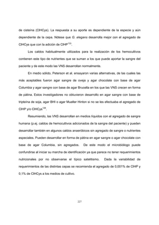 227
de cisteína (ClHCys). La respuesta a su aporte es dependiente de la especie y aún
dependiente de la cepa. Nótese que G. elegans desarrolla mejor con el agregado de
ClHCys que con la adición de ClHP133
.
Los caldos habitualmente utilizados para la realización de los hemocultivos
contienen este tipo de nutrientes que se suman a los que puede aportar la sangre del
paciente y de este modo las VNS desarrollan normalmente.
En medio sólido, Peterson et al. ensayaron varias alternativas, de las cuales las
más aceptables fueron agar sangre de oveja y agar chocolate con base de agar
Columbia y agar sangre con base de agar Brucella en los que las VNS crecen en forma
de pátina. Estos investigadores no obtuvieron desarrollo en agar sangre con base de
tripteína de soja, agar BHI o agar Mueller Hinton si no se les efectuaba el agregado de
ClHP y/o ClHCys126
.
Resumiendo, las VNS desarrollan en medios líquidos con el agregado de sangre
humana (p.ej. caldos de hemocultivos adicionados de la sangre del paciente) y pueden
desarrollar también en algunos caldos anaeróbicos sin agregado de sangre o nutrientes
especiales. Pueden desarrollar en forma de pátina en agar sangre o agar chocolate con
base de agar Columbia, sin agregados. De este modo el microbiólogo puede
confundirse al iniciar su marcha de identificación ya que parece no tener requerimientos
nutricionales por no observarse el típico satelitismo. Dada la variabilidad de
requerimientos de las distintas cepas se recomienda el agregado de 0,001% de ClHP y
0,1% de ClHCys a los medios de cultivo.
 