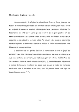 228
Identificación de género y especie
La recomendación de efectuar la coloración de Gram en forma ciega de los
frascos de hemocultivos procesados por el método clásico, contribuyó sin duda a poner
en evidencia la existencia de estos microorganismos de crecimiento dificultoso. En
bacteriemias por VNS es frecuente que se observen cocos gram positivos en los
extendidos realizados con gotas de caldos de hemocultivo y que luego no se obtenga
desarrollo en los subcultivos en medio sólido. Por ello, en estos casos se recomienda
efectuar la prueba de satelitismo, además de realizar un cultivo en anaerobiosis para
búsqueda de cocos anaerobios.
El satelitismo es una prueba clave en la identificación a nivel de grupo de
especies (VNS). Este consiste en la provisión de nutrientes por parte de otra bacteria
que crece en forma concomitante, de modo que aparecen colonias "satélites" de las
VNS alrededor de las de la otra bacteria (helper) (Fig 1). Diversas especies bacterianas
e incluso de levaduras resultaron ser aptas para aportar al medio los nutrientes
necesarios para el desarrollo de las VNS, pero se prefiere utilizar una cepa de
Staphylococcus aureus 61, 110
.
 