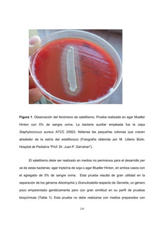 229
Figura 1. Observación del fenómeno de satelitismo. Prueba realizada en agar Mueller
Hinton con 5% de sangre ovina. La bacteria auxiliar empleada fue la cepa
Staphylococcus aureus ATCC 25923. Nótense las pequeñas colonias que crecen
alrededor de la estría del estafilococo (Fotografía obtenida por M. Litterio Bürki,
Hospital de Pediatría "Prof. Dr. Juan P. Garrahan").
El satelitismo debe ser realizado en medios no permisivos para el desarrollo per
se de estas bacterias: agar tripteína de soja o agar Mueller Hinton, en ambos casos con
el agregado de 5% de sangre ovina. Esta prueba resulta de gran utilidad en la
separación de los géneros Abiotrophia y Granulicatella respecto de Gemella, un género
poco emparentado genéticamente pero con gran similitud en su perfil de pruebas
bioquímicas (Tabla 1). Esta prueba no debe realizarse con medios preparados con
 