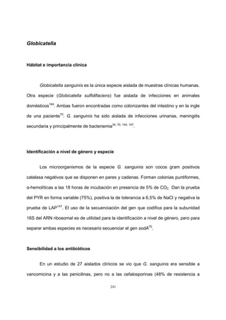 241
Globicatella
Hábitat e importancia clínica
Globicatella sanguinis es la única especie aislada de muestras clínicas humanas.
Otra especie (Globicatella sulfidifaciens) fue aislada de infecciones en animales
domésticos164
. Ambas fueron encontradas como colonizantes del intestino y en la ingle
de una paciente70
. G. sanguinis ha sido aislada de infecciones urinarias, meningitis
secundaria y principalmente de bacteriemia34, 70, 144, 147
.
Identificación a nivel de género y especie
Los microorganismos de la especie G. sanguinis son cocos gram positivos
catalasa negativos que se disponen en pares y cadenas. Forman colonias puntiformes,
α-hemolíticas a las 18 horas de incubación en presencia de 5% de CO2. Dan la prueba
del PYR en forma variable (75%), positiva la de tolerancia a 6,5% de NaCl y negativa la
prueba de LAP147
. El uso de la secuenciación del gen que codifica para la subunidad
16S del ARN ribosomal es de utilidad para la identificación a nivel de género, pero para
separar ambas especies es necesario secuenciar el gen sodA70
.
Sensibilidad a los antibióticos
En un estudio de 27 aislados clínicos se vio que G. sanguinis era sensible a
vancomicina y a las penicilinas, pero no a las cefalosporinas (48% de resistencia a
 