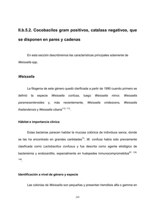 245
II.b.5.2. Cocobacilos gram positivos, catalasa negativos, que
se disponen en pares y cadenas
En esta sección describiremos las características principales solamente de
Weissella spp.
Weissella
La filogenia de este género quedó clarificada a partir de 1990 cuando primero se
definió la especie Weissella confusa, luego Weissella minor, Weissella
paramesenteroides y, más recientemente, Weissella viridescens, Weissella
thailandensis y Weissella cibaria112, 113
.
Hábitat e importancia clínica
Estas bacterias parecen habitar la mucosa colónica de individuos sanos, donde
se las ha encontrado en grandes cantidades73
. W. confusa había sido previamente
clasificada como Lactobacillus confusus y fue descrita como agente etiológico de
bacteriemia y endocarditis, especialmente en huéspedes inmunocomprometidos87, 139,
148
.
Identificación a nivel de género y especie
Las colonias de Weissella son pequeñas y presentan hemólisis alfa o gamma en
 