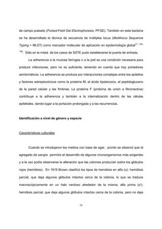 28
de campo pulsado (Pulsed-Field Gel Electrophoresis, PFGE). También en esta bacteria
se ha desarrollado la técnica de secuencia de múltiples locus (Multilocus Sequence
Typing = MLST) como marcador molecular de aplicación en epidemiología global71, 145,
159
. Sólo en la mitad de los casos de SSTE pudo establecerse la puerta de entrada.
La adherencia a la mucosa faríngea o a la piel es una condición necesaria para
producir infecciones, pero no es suficiente, teniendo en cuenta que hay portadores
asintomáticos. La adherencia se produce por interacciones complejas entre los epitelios
y factores estreptocócicos como la proteína M, el ácido lipoteicoico, el peptidoglucano
de la pared celular y las fimbrias. La proteína F (proteína de unión a fibronectina)
contribuye a la adherencia y también a la internalización dentro de las células
epiteliales, dando lugar a la portación prolongada y a las recurrencias.
Identificación a nivel de género y especie
Características culturales
Cuando se introdujeron los medios con base de agar, pronto se observó que el
agregado de sangre permitía el desarrollo de algunos microorganismos más exigentes
y a la vez podía observarse la alteración que las colonias producían sobre los glóbulos
rojos (hemólisis). En 1919 Brown clasificó los tipos de hemólisis en alfa (α): hemólisis
parcial, que deja algunos glóbulos intactos cerca de la colonia, lo que se traduce
macroscópicamente en un halo verdoso alrededor de la misma; alfa prima (α'):
hemólisis parcial, que deja algunos glóbulos intactos cerca de la colonia, pero no deja
 