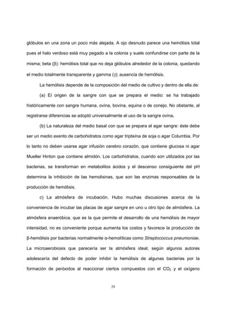 29
glóbulos en una zona un poco más alejada. A ojo desnudo parece una hemólisis total
pues el halo verdoso está muy pegado a la colonia y suele confundirse con parte de la
misma; beta (β): hemólisis total que no deja glóbulos alrededor de la colonia, quedando
el medio totalmente transparente y gamma (γ); ausencia de hemólisis.
La hemólisis depende de la composición del medio de cultivo y dentro de ella de:
(a) El origen de la sangre con que se prepara el medio: se ha trabajado
históricamente con sangre humana, ovina, bovina, equina o de conejo. No obstante, al
registrarse diferencias se adoptó universalmente el uso de la sangre ovina.
(b) La naturaleza del medio basal con que se prepara el agar sangre: éste debe
ser un medio exento de carbohidratos como agar tripteína de soja o agar Columbia. Por
lo tanto no deben usarse agar infusión cerebro corazón, que contiene glucosa ni agar
Mueller Hinton que contiene almidón. Los carbohidratos, cuando son utilizados por las
bacterias, se transforman en metabolitos ácidos y el descenso consiguiente del pH
determina la inhibición de las hemolisinas, que son las enzimas responsables de la
producción de hemólisis.
c) La atmósfera de incubación. Hubo muchas discusiones acerca de la
conveniencia de incubar las placas de agar sangre en uno u otro tipo de atmósfera. La
atmósfera anaeróbica, que es la que permite el desarrollo de una hemólisis de mayor
intensidad, no es conveniente porque aumenta los costos y favorece la producción de
β-hemólisis por bacterias normalmente α-hemolíticas como Streptococcus pneumoniae.
La microaerobiosis que parecería ser la atmósfera ideal, según algunos autores
adolescería del defecto de poder inhibir la hemólisis de algunas bacterias por la
formación de peróxidos al reaccionar ciertos compuestos con el CO2 y el oxígeno
 