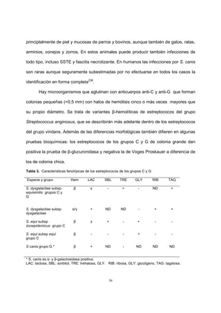36
principlalmente de piel y mucosas de perros y bovinos, aunque también de gatos, ratas,
arminios, conejos y zorros. En estos animales puede producir también infecciones de
todo tipo, incluso SSTE y fascitis necrotizante. En humanos las infecciones por S. canis
son raras aunque seguramente subestimadas por no efectuarse en todos los casos la
identificación en forma completa236
.
Hay microorganismos que aglutinan con anticuerpos anti-C y anti-G que forman
colonias pequeñas (<0,5 mm) con halos de hemólisis cinco o más veces mayores que
su propio diámetro. Se trata de variantes β-hemolíticas de estreptococos del grupo
Streptococcus anginosus, que se describirán más adelante dentro de los estreptococos
del grupo viridans. Además de las diferencias morfológicas también difieren en algunas
pruebas bioquímicas: los estreptococos de los grupos C y G de colonia grande dan
positiva la prueba de β-glucuronidasa y negativa la de Voges Proskauer a diferencia de
los de colonia chica.
Tabla 3. Características fenotípicas de los estreptococos de los grupos C y G
Especie y grupo Hem LAC SBL TRE GLY RIB TAG
S. dysgalactiae subsp.
equisimilis grupos C y
G
β ± - + - ND +
S. dysgalactiae subsp
dysgalactiae
α/γ + ND ND - + +
S. equi subsp
zooepidemicus grupo C
β ± + - + - -
S. equi subsp equi
grupo C
β - - - + - -
S canis grupo G * β + ND - ND ND ND
* S. canis es α- y β-galactosidasa positiva.
LAC: lactosa, SBL: sorbitol, TRE: trehalosa, GLY: RIB: ribosa, GLY: glucógeno, TAG: tagatosa.
 