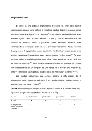 40
Streptococcus canis
S. canis es una especie originalmente propuesta en 1986 para algunos
estreptococos aislados como parte de la microbiota habitual de perros y ganado bovino
que presentaban el antígeno G de Lancefield60
. Esta especie ha sido aislada de otros
animales (gatos, ratas, armiños, ratones, conejos y zorros). Posteriormente por
estudios de proteínas totales y genéticos fueron claramente definidos como
pertenecientes a una especie diferente de las conocidas y estrechamente relacionada a
S. pyogenes y S. dysgalactiae subsp. equisimilis. También fueron reconocidos como
agentes causales de diversas infecciones caninas, algunas de ellas graves153
. En seres
humanos se los ha asociado principalmente a infecciones a punto de partida de úlceras
de miembros inferiores115
. Se ha aislado de hemocultivos de un paciente de 76 años
con con leucemia y de un hisopado de una herida en el oído de una mujer de 50
años236
. También se han registrado posibles casos de meningitis y peritonitis104, 107
.
Las pruebas bioquímicas que permiten separar a esta especie de S.
dysgalactiae subsp. equisimilis. del grupo G son α-galactosidasa, β-galactosidasa, β-
glucuronidasa y trehalosa (Tabla 4)236
.
Tabla 4. Pruebas bioquímicas que permiten separar S. canis de S. dysgalactiae subsp.
equisimilis. del grupo G (adaptado de Whatmore et al. 236
)
Especie α-galactosidasa β-galactosidasa β-glucuronidasa trehalosa
S. canis + + v -
S. dysgalactiae
subsp. equisimilis
- - + +
V = variable
 
