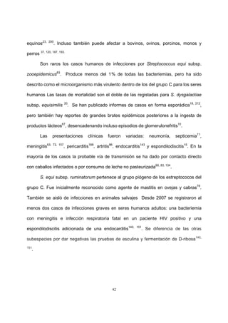 42
equinos23, 200
. Incluso también puede afectar a bovinos, ovinos, porcinos, monos y
perros 37, 120, 187, 193.
Son raros los casos humanos de infecciones por Streptococcus equi subsp.
zooepidemicus83
. Produce menos del 1 % de todas las bacteriemias, pero ha sido
descrito como el microorganismo más virulento dentro de los del grupo C para los seres
humanos Las tasas de mortalidad son el doble de las registadas para S. dysgalactiae
subsp. equisimilis 20
. Se han publicado informes de casos en forma esporádica18, 212
,
pero también hay reportes de grandes brotes epidémicos posteriores a la ingesta de
productos lácteos67
, desencadenando incluso episodios de glomerulonefritis10
.
Las presentaciones clínicas fueron variadas: neumonía, septicemia11
,
meningitis63, 72, 157
, pericarditis188
, artritis86
, endocarditis143
y espondilodiscitis15
. En la
mayoría de los casos la probable vía de transmisión se ha dado por contacto directo
con caballos infectados o por consumo de leche no pasteurizada69, 83, 134
.
S. equi subsp. ruminatorum pertenece al grupo piógeno de los estreptococos del
grupo C. Fue inicialmente reconocido como agente de mastitis en ovejas y cabras78
.
También se aisló de infecciones en animales salvajes Desde 2007 se registraron al
menos dos casos de infecciones graves en seres humanos adultos: una bacteriemia
con meningitis e infección respiratoria fatal en un paciente HIV positivo y una
espondilodiscitis adicionada de una endocarditis140, 151
. Se diferencia de las otras
subespecies por dar negativas las pruebas de esculina y fermentación de D-ribosa140,
151
.
 