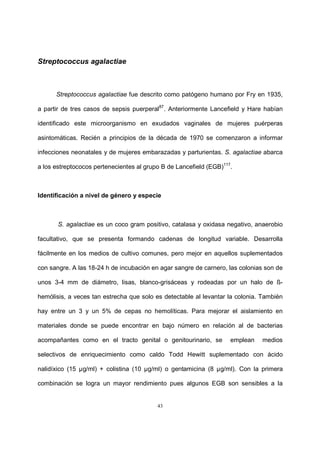 43
Streptococcus agalactiae
Streptococcus agalactiae fue descrito como patógeno humano por Fry en 1935,
a partir de tres casos de sepsis puerperal87
. Anteriormente Lancefield y Hare habían
identificado este microorganismo en exudados vaginales de mujeres puérperas
asintomáticas. Recién a principios de la década de 1970 se comenzaron a informar
infecciones neonatales y de mujeres embarazadas y parturientas. S. agalactiae abarca
a los estreptococos pertenecientes al grupo B de Lancefield (EGB)117
.
Identificación a nivel de género y especie
S. agalactiae es un coco gram positivo, catalasa y oxidasa negativo, anaerobio
facultativo, que se presenta formando cadenas de longitud variable. Desarrolla
fácilmente en los medios de cultivo comunes, pero mejor en aquellos suplementados
con sangre. A las 18-24 h de incubación en agar sangre de carnero, las colonias son de
unos 3-4 mm de diámetro, lisas, blanco-grisáceas y rodeadas por un halo de ß-
hemólisis, a veces tan estrecha que solo es detectable al levantar la colonia. También
hay entre un 3 y un 5% de cepas no hemolíticas. Para mejorar el aislamiento en
materiales donde se puede encontrar en bajo número en relación al de bacterias
acompañantes como en el tracto genital o genitourinario, se emplean medios
selectivos de enriquecimiento como caldo Todd Hewitt suplementado con ácido
nalidíxico (15 µg/ml) + colistina (10 µg/ml) o gentamicina (8 µg/ml). Con la primera
combinación se logra un mayor rendimiento pues algunos EGB son sensibles a la
 