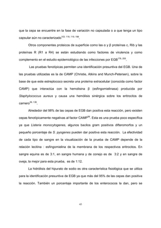 45
que la cepa se encuentre en la fase de variación no capsulada o a que tenga un tipo
capsular aún no caracterizado103, 118, 119, 198
.
Otros componentes proteicos de superficie como las α y β proteínas c, Rib y las
proteínas R (R1 a R4) se están estudiando como factores de virulencia y como
complemento en el estudio epidemiológico de las infecciones por EGB176, 205
.
Las pruebas fenotípicas permiten una identificación presuntiva del EGB. Una de
las pruebas utilizadas es la de CAMP (Christie, Atkins and Munch-Petersen), sobre la
base de que este estreptococo secreta una proteína extracelular (conocida como factor
CAMP) que interactúa con la hemolisina β (esfingomielinasa) producida por
Staphylococcus aureus y causa una hemólisis sinérgica sobre los eritrocitos de
carnero39, 136
.
Alrededor del 98% de las cepas de EGB dan positiva esta reacción, pero existen
cepas fenotípicamente negativas al factor CAMP99
. Esta es una prueba poco específica
ya que Listeria monocytogenes, algunos bacilos gram positivos difteromorfos y un
pequeño porcentaje de S. pyogenes pueden dar positiva esta reacción. La efectividad
de cada tipo de sangre en la visualización de la prueba de CAMP depende de la
relación lecitina : esfingomielina de la membrana de los respectivos eritrocitos. En
sangre equina es de 3:1, en sangre humana y de conejo es de 3:2 y en sangre de
oveja, la mejor para esta prueba, es de 1:12.
La hidrólisis del hipurato de sodio es otra característica fisiológica que se utiliza
para la identificación presuntiva de EGB ya que más del 95% de las cepas dan positiva
la reacción. También un porcentaje importante de los enterococos la dan, pero se
 