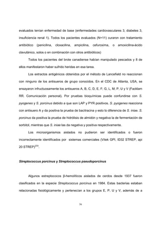 56
evaluados tenían enfermedad de base (enfermedades cardiovasculares 3, diabetes 3,
insuficiencia renal 1). Todos los pacientes evaluados (N=11) curaron con tratamiento
antibiótico (penicilina, cloxacilina, ampicilina, cefuroxima, o amoxicilina-ácido
clavulánico, solos o en combinación con otros antibióticos)
Todos los pacientes del brote canadiense habían manipulado pescados y 8 de
ellos manifestaron haber sufrido heridas en esa tarea.
Los extractos antigénicos obtenidos por el método de Lancefield no reaccionan
con ninguno de los antisueros de grupo conocidos. En el CDC de Atlanta, USA, se
ensayaron infructuosamente los antisueros A, B, C, D, E, F; G, L, M, P, U y V (Facklam
RR. Comunicación personal). Por pruebas bioquímicas puede confundirse con S.
pyogenes y S. porcinus debido a que son LAP y PYR positivos. S. pyogenes reacciona
con antisuero A y da positiva la prueba de bacitracina y esto lo diferencia de S. iniae. S.
porcinus da positiva la prueba de hidrólisis de almidón y negativa la de fermentación de
sorbitol, mientras que S. iniae las da negativa y positiva respectivamente.
Los microorganismos aislados no pudieron ser identificados o fueron
incorrectamente identificados por sistemas comerciales (Vitek GPI, ID32 STREP, api
20 STREP)233
.
Streptococcus porcinus y Streptococcus pseudoporcinus
Algunos estreptococos β-hemolíticos aislados de cerdos desde 1937 fueron
clasificados en la especie Streptococcus porcinus en 1984. Estas bacterias estaban
relacionadas fisiológicamente y pertenecían a los grupos E, P, U y V, además de a
 