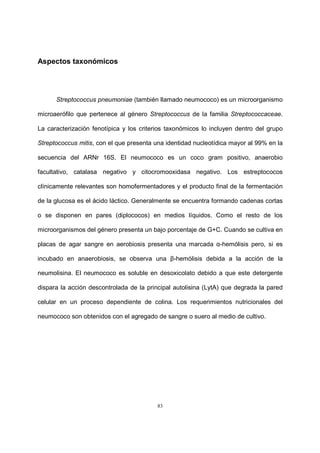 83
Aspectos taxonómicos
Streptococcus pneumoniae (también llamado neumococo) es un microorganismo
microaerófilo que pertenece al género Streptococcus de la familia Streptococcaceae.
La caracterización fenotípica y los criterios taxonómicos lo incluyen dentro del grupo
Streptococcus mitis, con el que presenta una identidad nucleotídica mayor al 99% en la
secuencia del ARNr 16S. El neumococo es un coco gram positivo, anaerobio
facultativo, catalasa negativo y citocromooxidasa negativo. Los estreptococos
clínicamente relevantes son homofermentadores y el producto final de la fermentación
de la glucosa es el ácido láctico. Generalmente se encuentra formando cadenas cortas
o se disponen en pares (diplococos) en medios líquidos. Como el resto de los
microorganismos del género presenta un bajo porcentaje de G+C. Cuando se cultiva en
placas de agar sangre en aerobiosis presenta una marcada α-hemólisis pero, si es
incubado en anaerobiosis, se observa una β-hemólisis debida a la acción de la
neumolisina. El neumococo es soluble en desoxicolato debido a que este detergente
dispara la acción descontrolada de la principal autolisina (LytA) que degrada la pared
celular en un proceso dependiente de colina. Los requerimientos nutricionales del
neumococo son obtenidos con el agregado de sangre o suero al medio de cultivo.
 