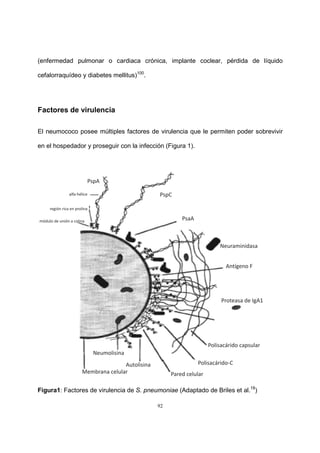 92
(enfermedad pulmonar o cardiaca crónica, implante coclear, pérdida de líquido
cefalorraquídeo y diabetes mellitus)100
.
Factores de virulencia
El neumococo posee múltiples factores de virulencia que le permiten poder sobrevivir
en el hospedador y proseguir con la infección (Figura 1).
Figura1: Factores de virulencia de S. pneumoniae (Adaptado de Briles et al.18
)
 