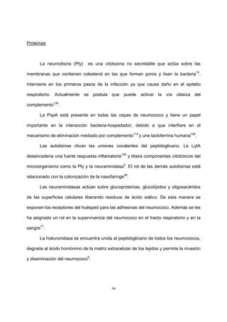 94
Proteínas
La neumolisina (Ply) es una citotoxina no secretable que actúa sobre las
membranas que contienen colesterol en las que forman poros y lisan la bacteria10
.
Interviene en los primeros pasos de la infección ya que causa daño en el epitelio
respiratorio. Actualmente se postula que puede activar la vía clásica del
complemento136
.
La PspA está presente en todas las cepas de neumococo y tiene un papel
importante en la interacción bacteria-hospedador, debido a que interfiere en el
mecanismo de eliminación mediado por complemento114
y une lactoferrina humana126
.
Las autolisinas clivan las uniones covalentes del peptidoglicano. La LytA
desencadena una fuerte respuesta inflamatoria138
y libera componentes citotóxicos del
microorganismo como la Ply y la neuraminidasa9
. El rol de las demás autolisinas está
relacionado con la colonización de la nasofaringe96
.
Las neuraminidasas actúan sobre glucoproteínas, glucolípidos y oligosacáridos
de las superficies celulares liberando residuos de ácido siálico. De esta manera se
exponen los receptores del huésped para las adhesinas del neumococo. Además se les
ha asignado un rol en la supervivencia del neumococo en el tracto respiratorio y en la
sangre77
.
La hialuronidasa se encuentra unida al peptidoglicano de todos los neumococos,
degrada al ácido homónimo de la matriz extracelular de los tejidos y permite la invasión
y diseminación del neumococo9
.
 