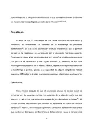 96
conocimientos de la patogénesis neumocócica ya que no están dilucidados claramente
los mecanismos fisiopatológicos generales de la infección42,46,65,68,88
.
Patogénesis
A pesar de que S. pneumoniae es una causa importante de enfermedad y
mortalidad, es normalmente un comensal de la nasofaringe de portadores
asintomáticos83
. El éxito en la colonización involucra mecanismos que le permiten
persistir en la nasofaringe en competencia con la abundante microbiota presente.
Podemos mencionar a las bacteriocinas que son pequeños péptidos antimicrobianos
que produce el neumococo y que logran disminuir la presencia de los otros
microorganismos presentes en su hábitat. Además, la permanencia por largo tiempo en
la nasofaringe le permite, gracias a su capacidad de adquirir competencia natural,
incorporar ADN exógeno de otros neumococos o especies relacionadas genéticamente.
Colonización
Unos minutos después de que el neumococo alcanza la cavidad nasal, se
encuentra con la secreción mucosa. La presencia de la cápsula impide que sea
atrapado por el mucus y de esta manera puede llegar a las células epiteliales98
. Allí
ocurren distintas interacciones que permiten su adherencia por medio de distintas
adhesinas68
. Además, el neumococo experimenta variaciones de fase entre dos formas
que pueden ser distinguidas por la morfología de las colonias (opaca o transparente).
 