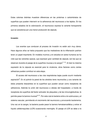 97
Estas colonias distintas muestran diferencias en las proteínas o carbohidratos de
superficie que pueden intervenir en la adherencia del neumococo a los tejidos. En los
primeros estadios de la colonización, el neumococo expresa la variante transparente
que se caracteriza por una menor producción de cápsula.
Invasión
Los eventos que conducen al proceso de invasión no están aún muy claros.
Hace algunos años se había propuesto que los mediadores de la inflamación podrían
tener un papel importante. En modelos murinos y en estudios en seres humanos se ha
visto que las variantes opacas, que expresan gran cantidad de cápsula, son las que se
observan durante el pasaje de la superficie mucosa a la sangre17, 53
. Si bien la máxima
expresión de la cápsula es esencial para la virulencia, otros factores como ciertas
adhesinas pueden contribuir en esta etapa.
El acceso del neumococo a las vías respiratorias bajas puede ocurrir mediante
aspiración8
. En el pulmón la pared de los alvéolos tiene neumocitos y una variante de
éstos presenta disacáridos en la superficie que pueden actuar como receptores de
adherencia. Además la unión del neumococo a células del hospedador, a través de
receptores de superficie del factor activador de plaquetas y de las inmunoglobulinas, le
permite pasar la barrera mucosa8,137
. Por esta ruta la bacteria entra a la submucosa y al
sistema vascular, permitiendo el crecimiento del neumococo y provocando bacteriemia.
Una vez en la sangre, la bacteria puede pasar la barrera hematoencefálica y entrar al
líquido cefalorraquídeo (LCR) ocasionando meningitis. El pasaje al LCR se debe a la
 