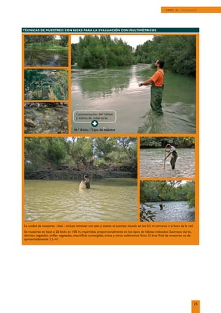 25
PARTE II. Protocolos
TÉCNICAS DE MUESTREO CON KICKS PARA LA EVALUACIÓN CON MULTIMÉTRICOS
Caracterización del hábitat
y estima de coberturas
N.º Kicks / Tipo de hábitat
La unidad de muestreo - kick - incluye remover con pies y manos el sustrato situado en los 0,5 m cercanos a la boca de la red.
Se muestrea en base a 20 kicks en 100 m, repartidos proporcionalmente en los tipos de hábitat indicados: Sustratos duros,
detritos vegetales, orillas vegetadas, macróﬁtas sumergidas, arena y otros sedimentos ﬁnos. El área ﬁnal de muestreo es de
aproximadamente 2,5 m2
.
 