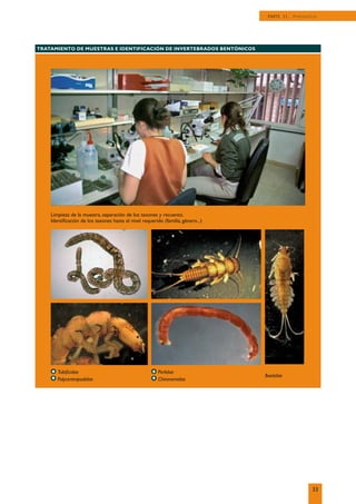 33
PARTE II. Protocolos
TRATAMIENTO DE MUESTRAS E IDENTIFICACIÓN DE INVERTEBRADOS BENTÓNICOS
Limpieza de la muestra, separación de los taxones y recuento.
Identiﬁcación de los taxones hasta el nivel requerido (familia, género...)
Tubiﬁcidae
Polycentropodidae
Perlidae
Chironomidae
Baetidae
 